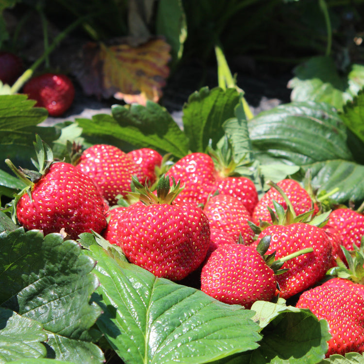 Strawberry Parfum® 'Ewigi Liebi'® young plants