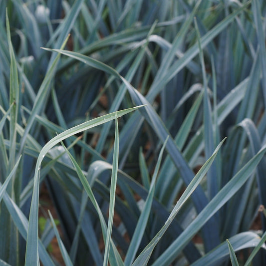 Allium ampeloprasum