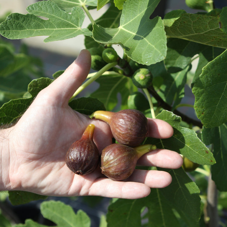 Fig Gustis® Morena® young plants