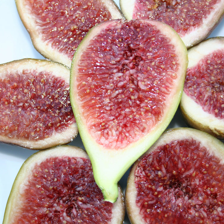 Fig Gustis® Perretta® young plants