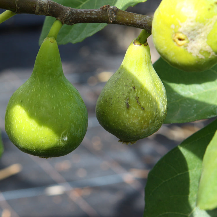 Fig Desert King young plants