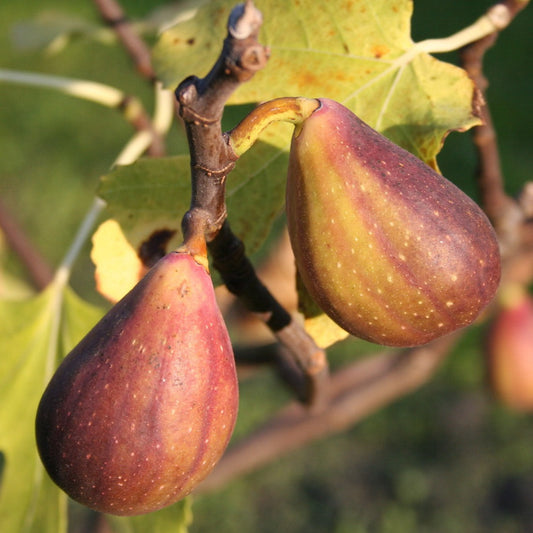 Fig Gustis® Twotimer® young plants