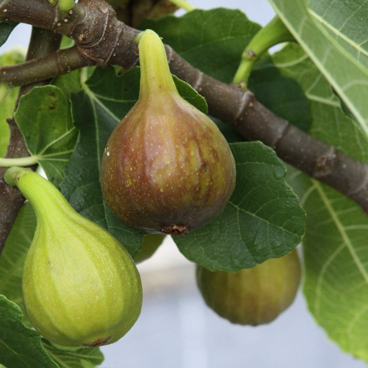 Fig Brown Turkey young plants
