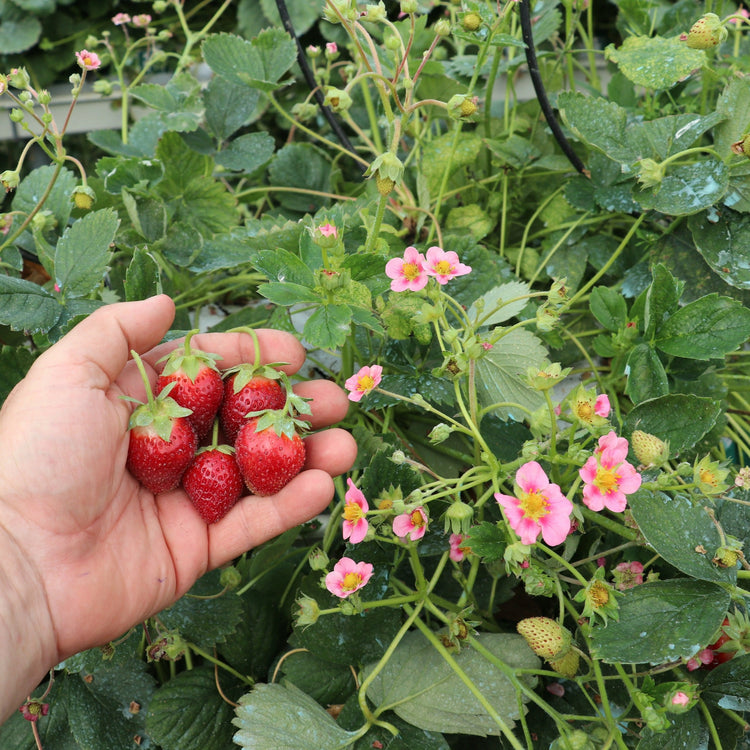 Strawberry Double Pleasure® 'Happy Eyes'® young plants