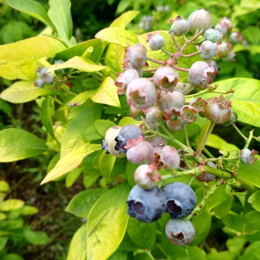 Blueberry 'Yello!Belloblue®' (Andval1601-PRB-) young plants