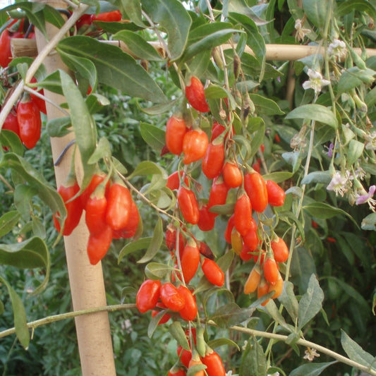 Goji 'Super Success'®-Jungpflanzen