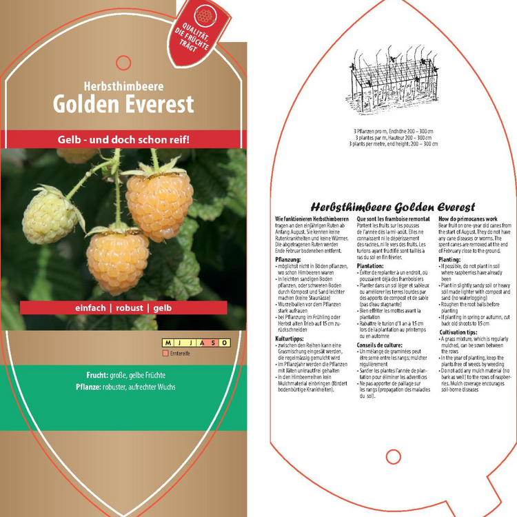 Bildetiketten - Rubus idaeus 'Golden Everest'