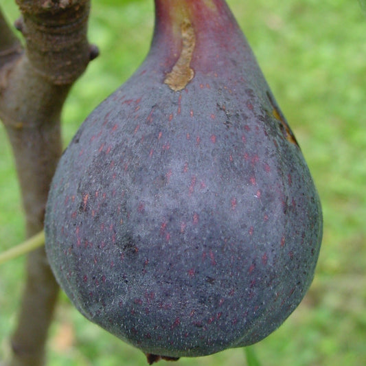 Fig Gustis® Califfo Blue young plants