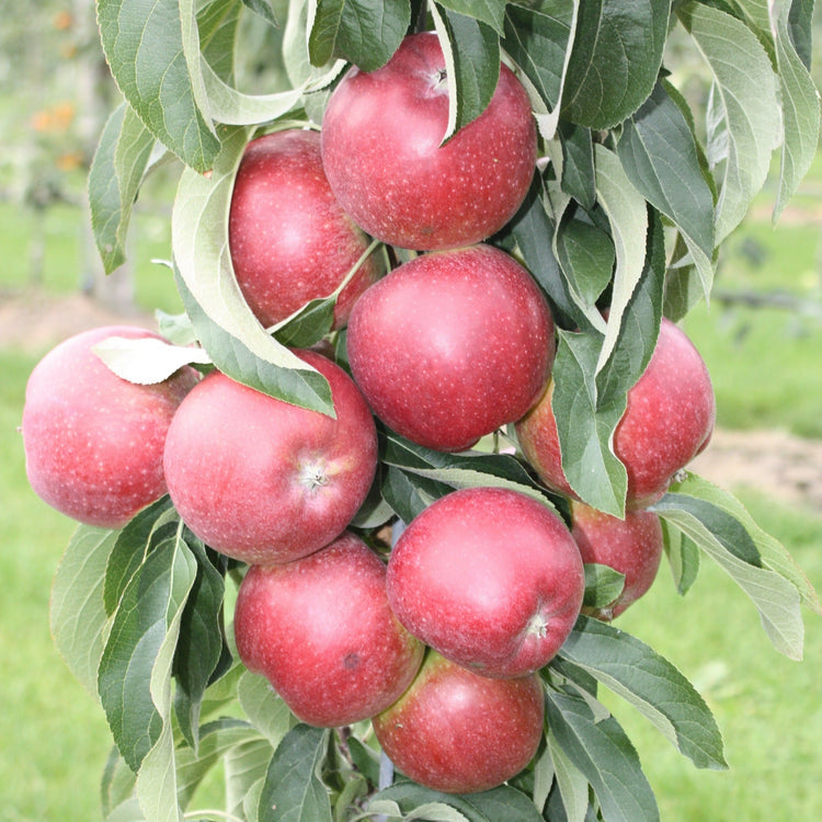 Säulenapfelbaum Malini® 'Dulcessa®'-Jungpflanzen