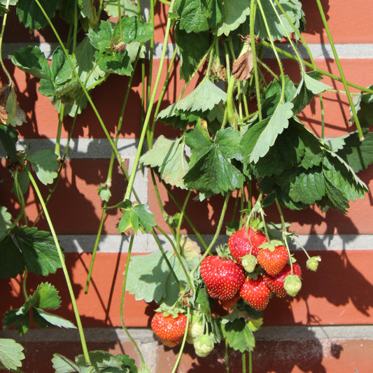 Strawberry Parfum® 'Freejumper'® young plants