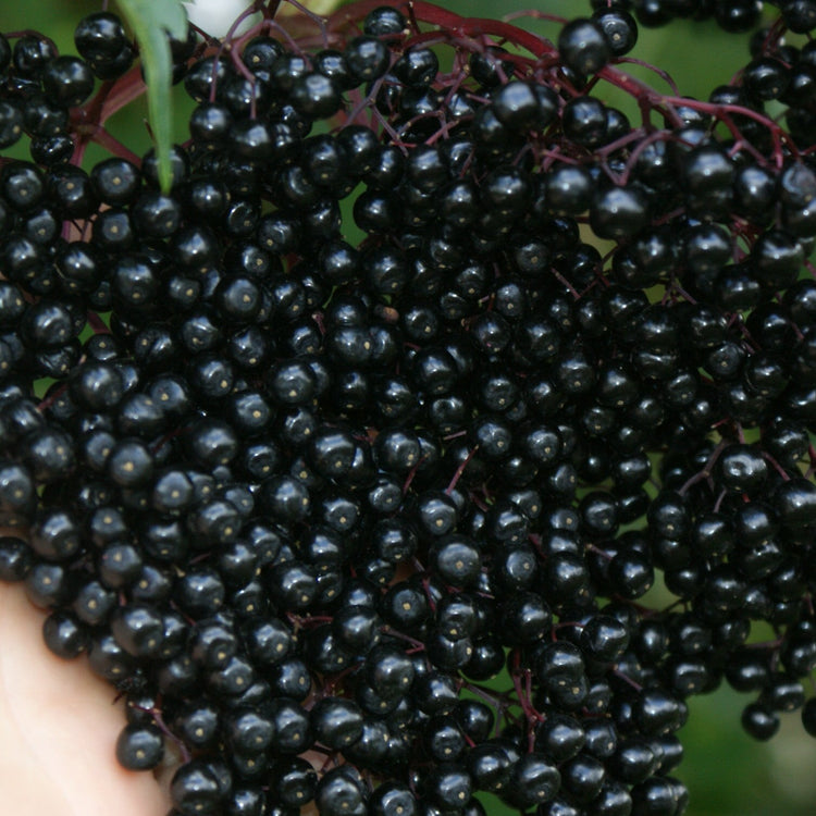 Black elderberry 'Haidegg 17' - young plants