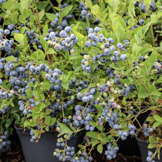 Blueberry 'Blues Brothers' young plants