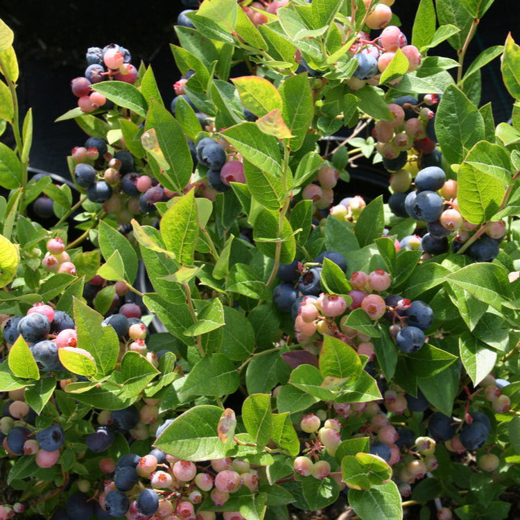Blueberry 'Brigitta Blue' young plants