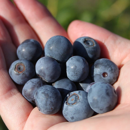 Blueberry 'Buddy Blue' young plants