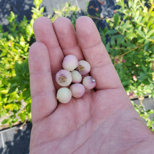 Blueberry 'Pink Bonbons'® young plants