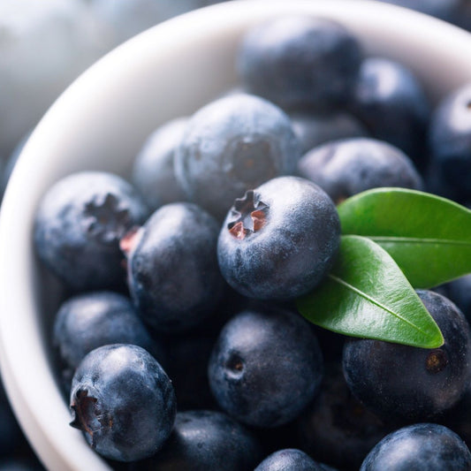 Blueberry 'Patriot' young plants