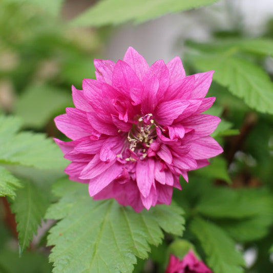 Raspberry Salmonberry 'Olympic Double' young plants