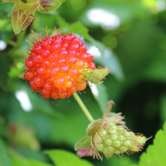 Himbeere Lachsbeere 'Pacific Rose' Jungpflanzen