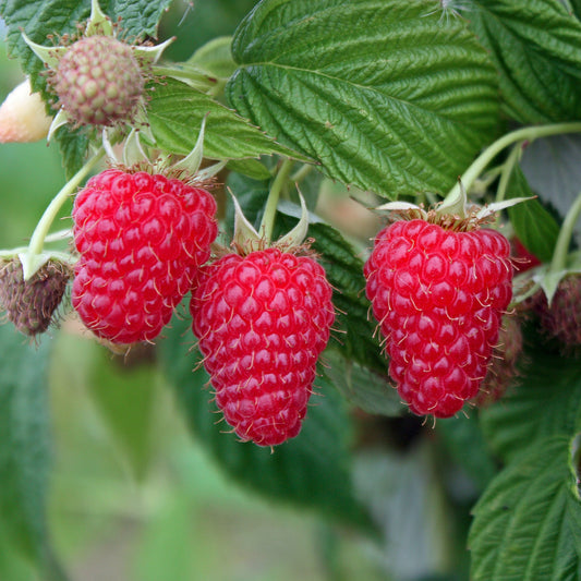 Raspberry Primeberry® 'Autumn First®' young plants
