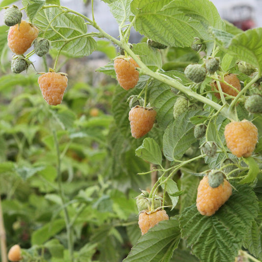 Raspberry Twotimer® 'Sugana yellow' young plants