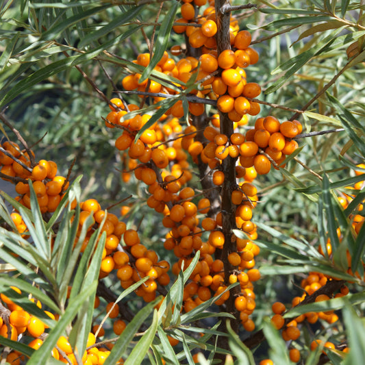 Sanddorn 'Botanica'-Jungpflanzen