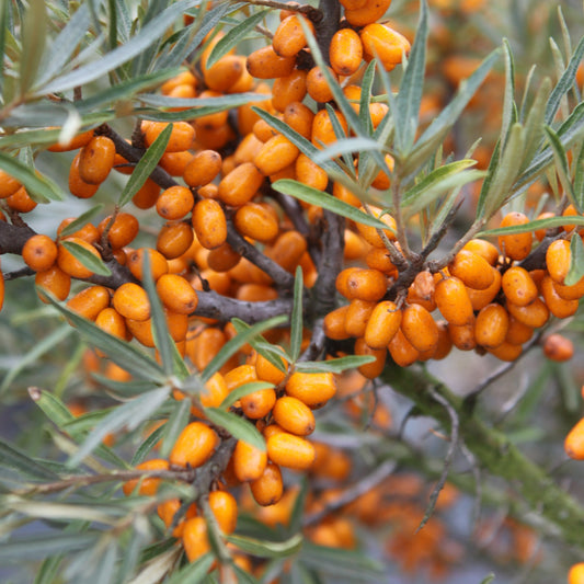 Sea Buckthorn 'Tytti' young plants