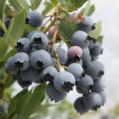 Blueberry 'Hortblue Poppins' young plants