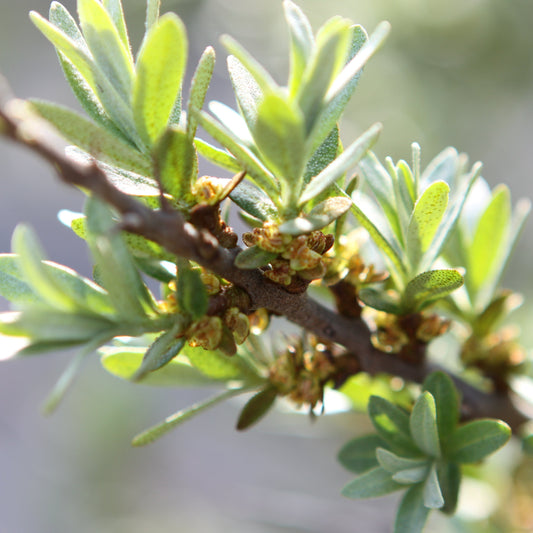 Sea Buckthorn 'Tarmo' young plants