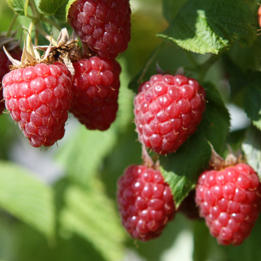 Raspberry 'Tulameen' - young plant