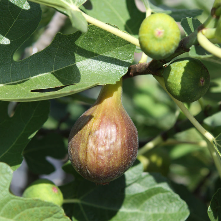 Fig Bornholm young plants