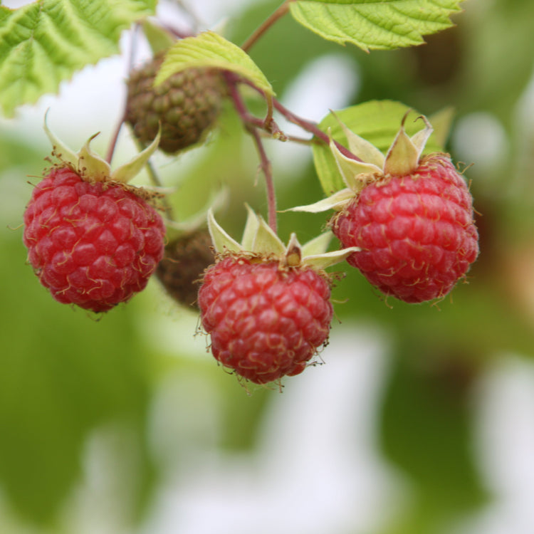 Raspberry 'Meeker' - young plant