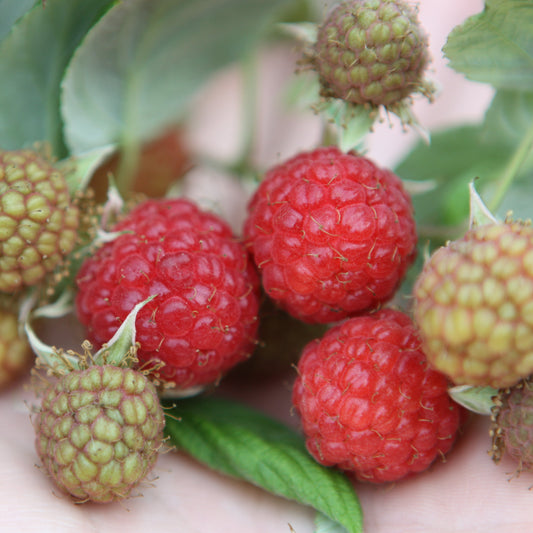 Raspberry 'Rubaca' young plants