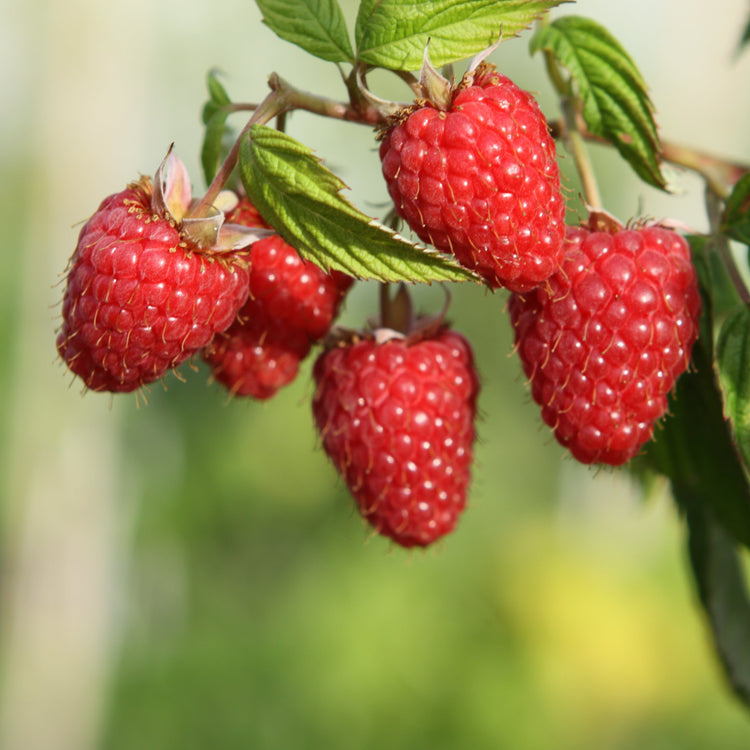 Raspberry Twotimer® 'Solu red' young plants