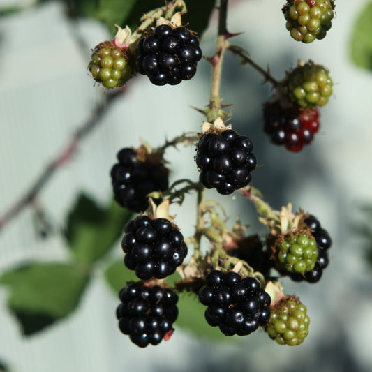 Blackberry 'Theodor Reimers' young plants