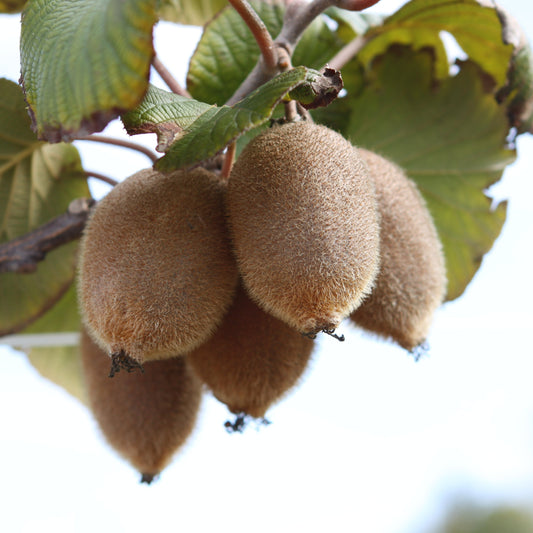 Actinidia deliciosa 'Petit Homme' - Die Kiwi die sehr zuverlässig Erträge bringt