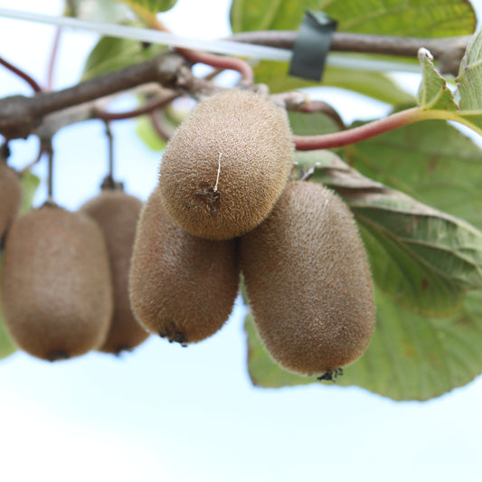 Kiwi Koryoku - young plants