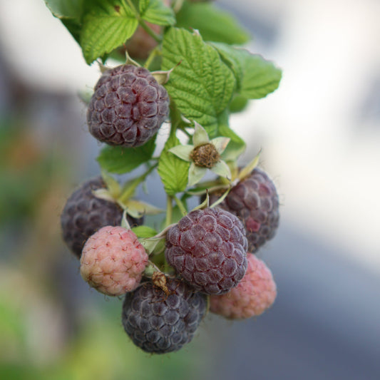 Raspberry 'Glen Coe' - young plant