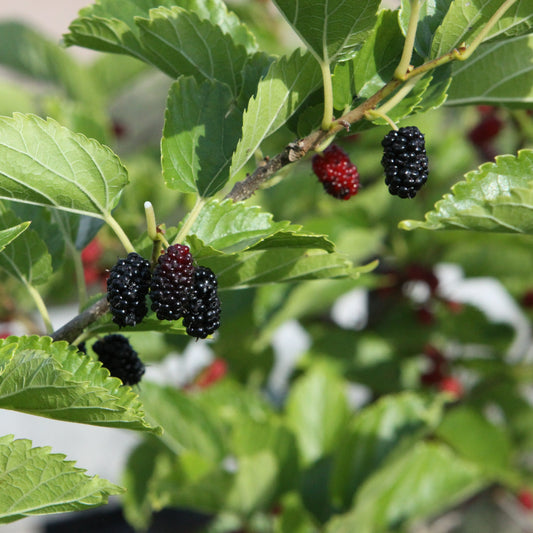 Mulberry 'Mulle' young plants