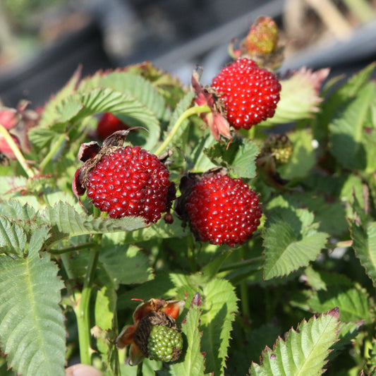 Raspberry 'Strawberry Raspberry' young plants