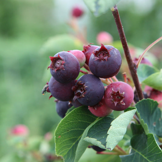 Saskatoon berry 'Martin' young plants