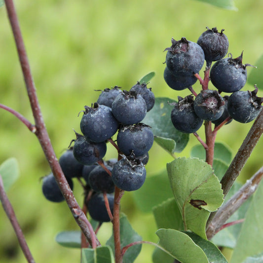 Amelanchier alnifolia 'Thiessen' – der jahrzehntealte Standard