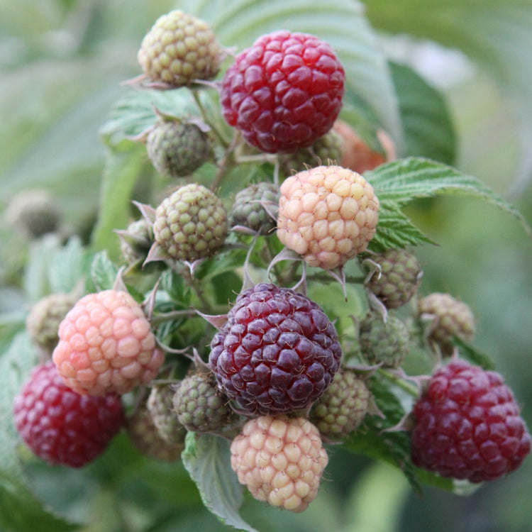 Raspberry Primeberry® 'Autumn Passion®' young plants