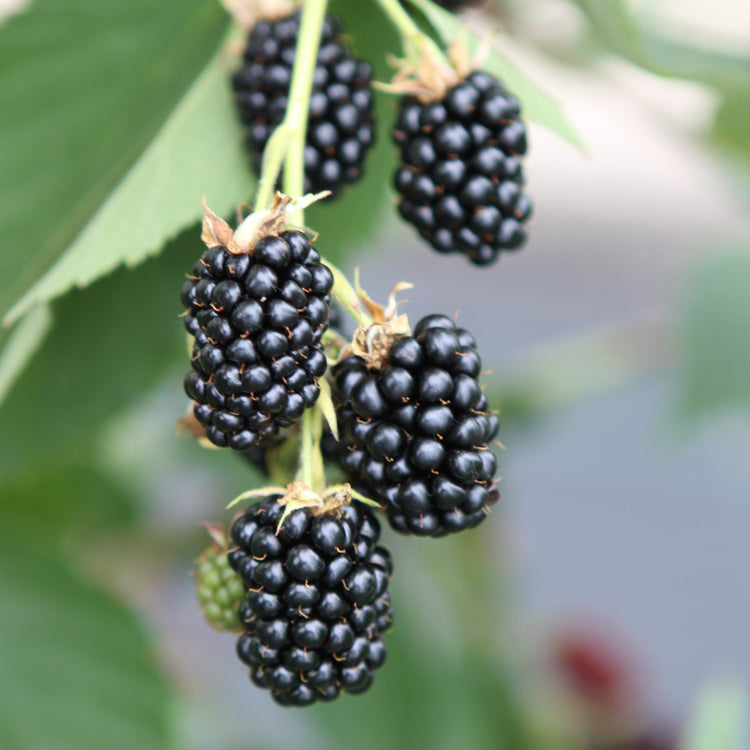 Blackberry 'Dirksen Thornless' young plants