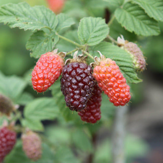 Brombeer-Hybride 'Tayberry'-Jungpflanzen