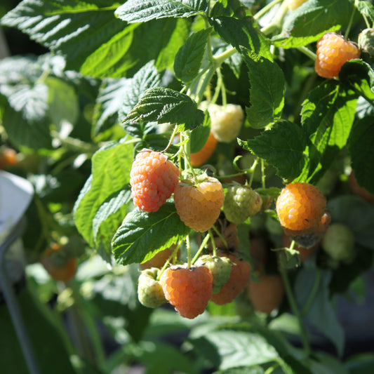 Yellow Raspberry Young Plants