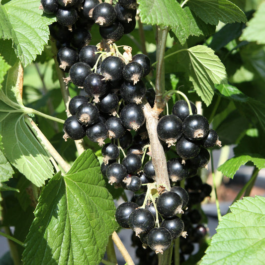 Schwarze Johannisbeere 'Titania'-Jungpflanzen