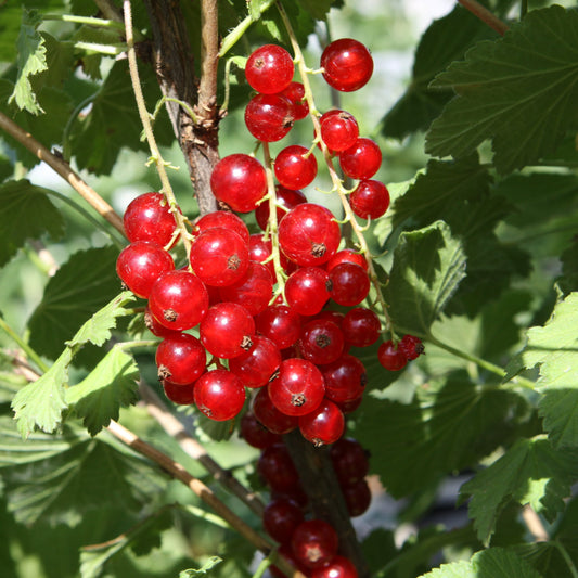 Redcurrant Ribest® 'Lisette'® young plants