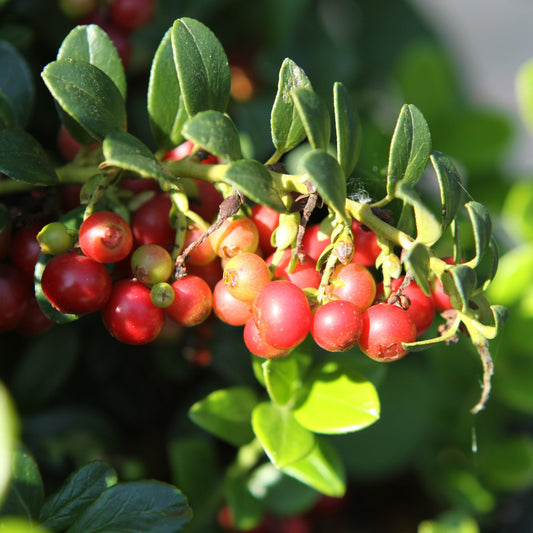 Lingonberry 'Red Pearl'® young plants