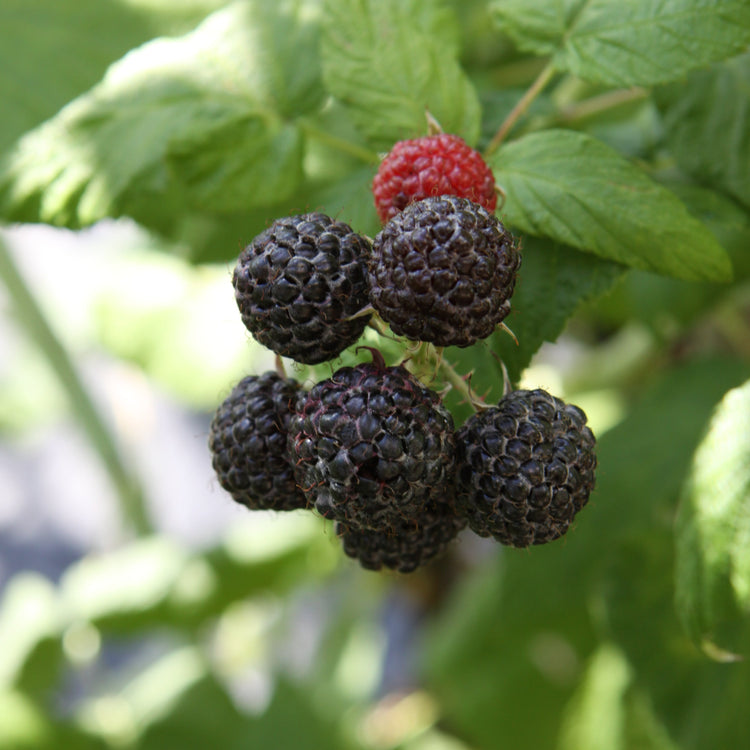 Raspberry 'Black Jewel' - young plant
