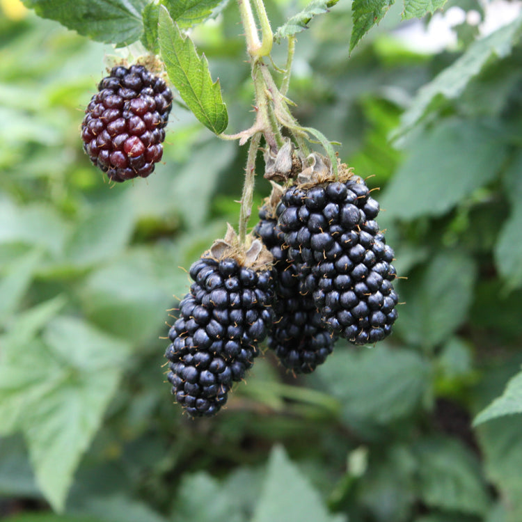 Blackberry hybrid 'Tummelberry' young plants